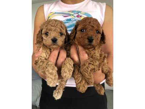 Show kalite tea cup kore poodle yavrularımız