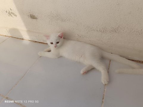 2 adet erkek scottish fold uyguna verilecektir