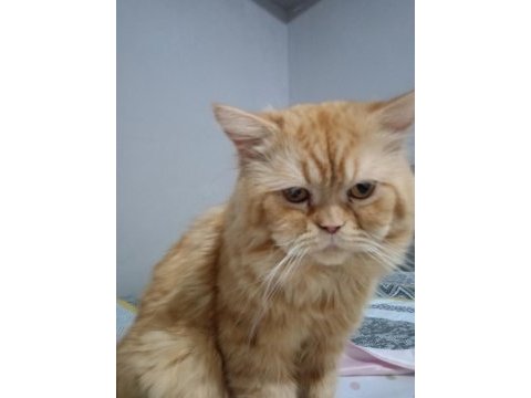 Persian red tabby iran kedisi