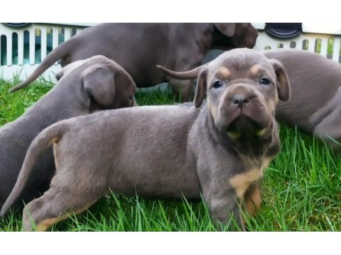 Cane corso yavruları mükemmel arayanlara