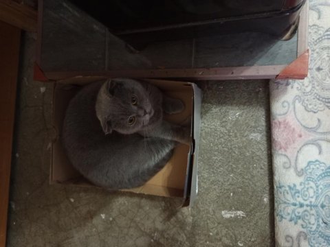 2 yaşında scottish fold