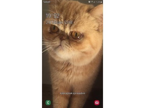 Egzotik show kalite safkan kedimiz