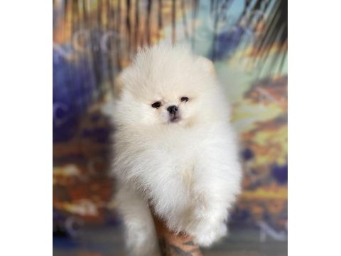 Teddy teacup pomeranian yavrularımız