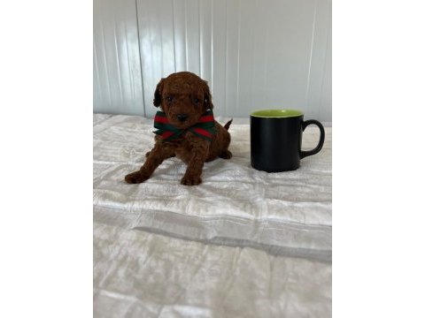 Baldan tatlı poodle köpeğimiz