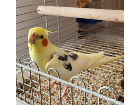 2 yaşında konuşan erkek sultan papağanı