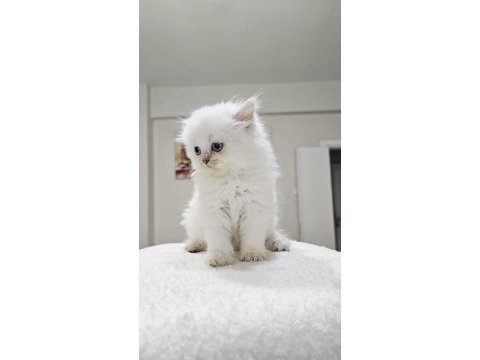 British longhair güzelliği
