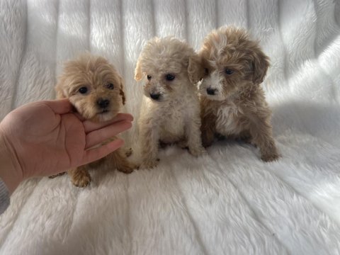 F2 maltipoo yavrularımız dişi