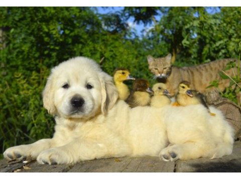 Golden retriever adrese teslim kapıda ödeme yapabilirsiniz