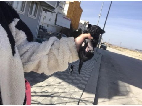 Kendi chihuahua kızımın yavruları