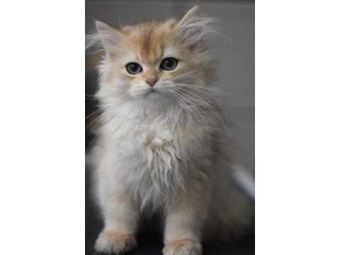 British longhair bebeğim yeni yuvasını bekliyor