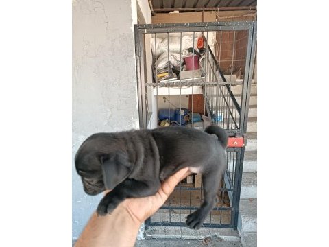 Pug 2 aylık erkek yavrular