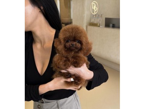 Kaliteli toy poodle yavrular