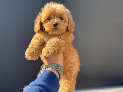Petmode köpek çiftliğinde ziyarete açık kore maltipoo