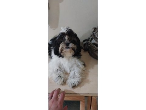 Shih tzu hipoalerjik