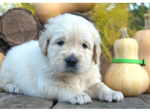 Golden retriever adrese teslim kapıda ödeme yapabilirsiniz