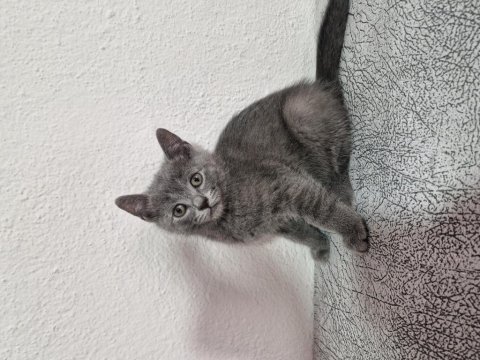 2 aylık yavrular eğitimleri tamam scottish fold