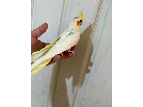 54 günlük ful evcil lutino sultan papağanı bebek