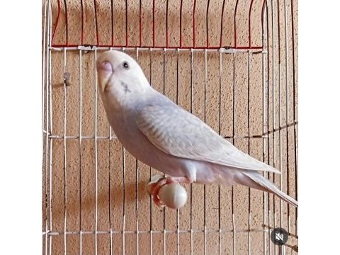 Yavru yerli muhabbet kuşları mevcut