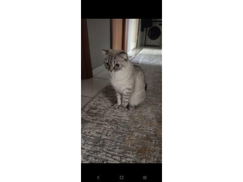 Anne scottish fold1 buçuk yaşında