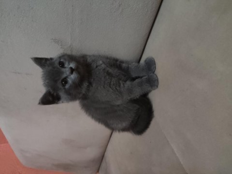 British shorthair yavru