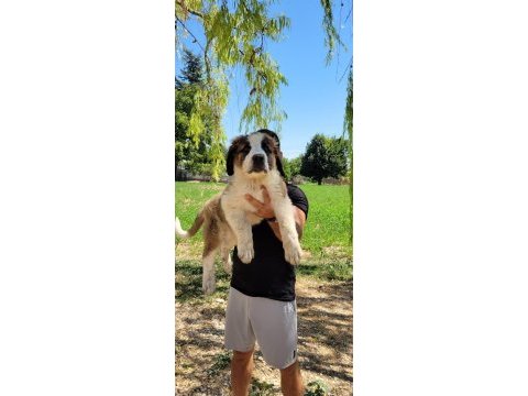 St bernard yavrularımız ırk garantilidir