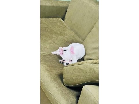 Kar beyaz french bulldog