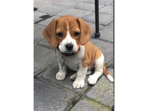 Akıl küpü beagle yavrular