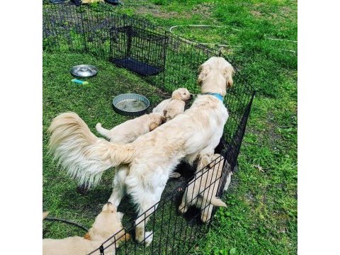 Golden retriever yavrularımız evinizin neşesi olacaktır