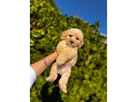 Maltipoo yavrular