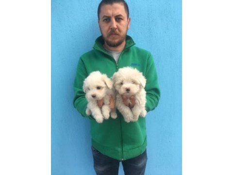 Mükemmel kalitede maltese terrier yavrularımız