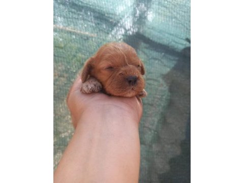 Nadir bulunan cavapoo yavrular