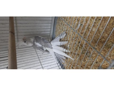 Wifi pied ve grey pearl sultan papağanı