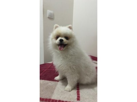 Pomeranian boo köpeğimiz