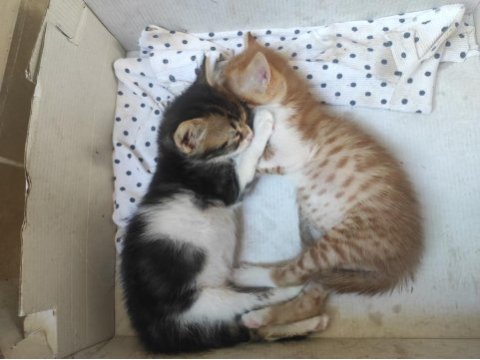 Kedimize acil yuva arıyoruz