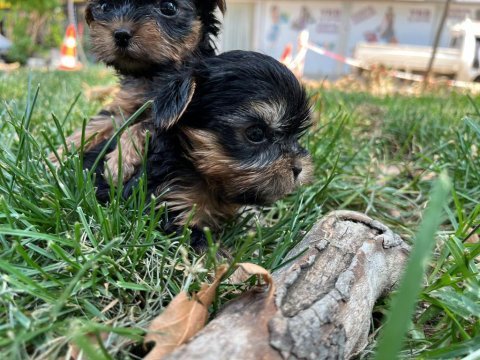 Teacup yorkshire terrier bebekler