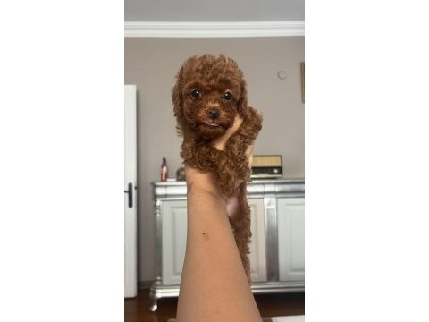 Ev doğumlu ailemizde büyüyen toy poodle bebeklerim