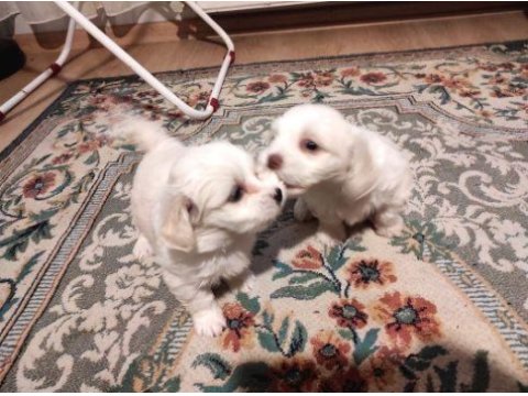 Xs maltese bebekler