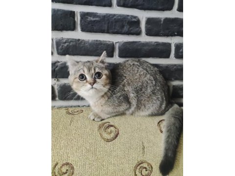 5 aylık dişi golden black ny25 british shorthair