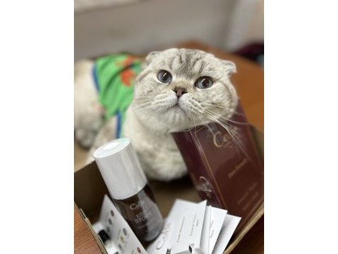 Scottish fold oğluma eş arıyoruz