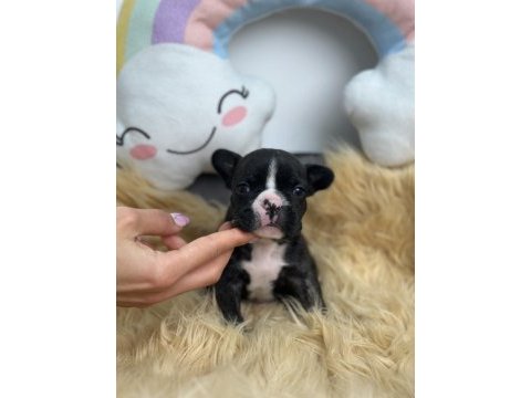 Harika anatomiye sahip french bulldog yavrularım