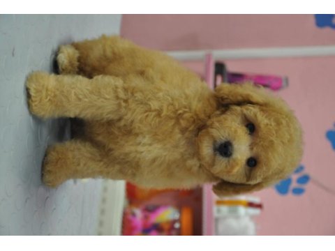 Maltipoo bebekler