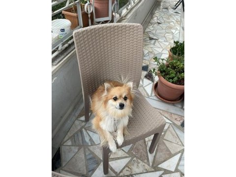Çipine göre 4 yaşında aile köpeğimiz