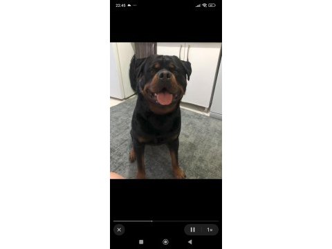 Macar koca kafa rottweiler