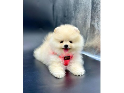 Safkan pomeranian boo yavrularımız