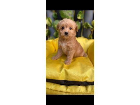 2.5 aylık dişi maltepoo (maltipoo)