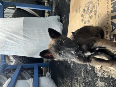 3 aylık aşıları tam belçika kurdu