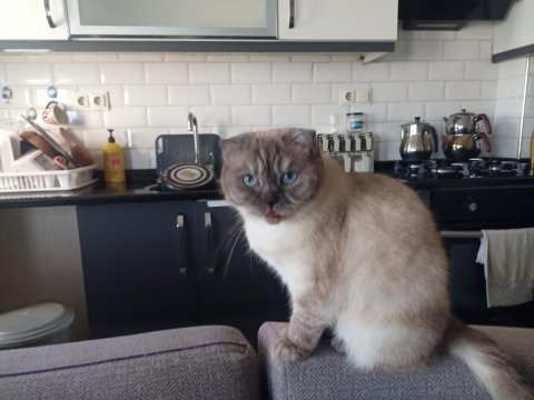 Mavi gözlü asil scottish fold prenses