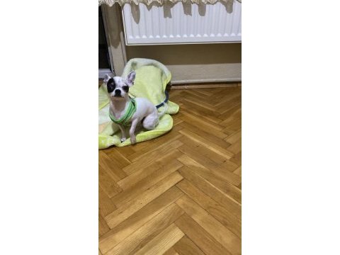 Ücretsiz sahiplendirme chihuahua