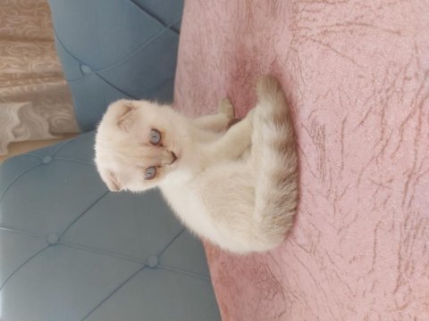 Scottish yavru kedi