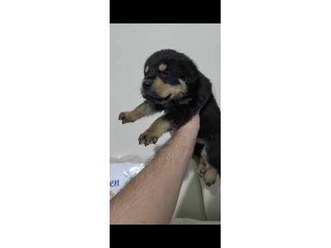 Kaliteli rottweiler yavrularımız